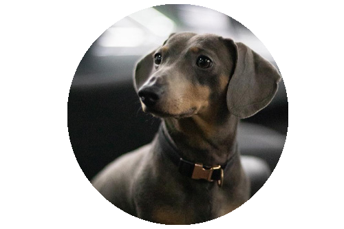 Frank the Dog